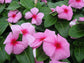 25 Vinca Seeds Cora Strawberry Flower Seeds