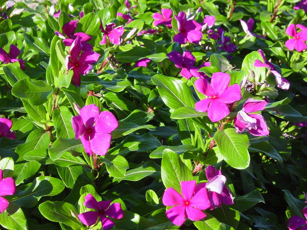 Vinca Cora Cascade Violet Vinca Seeds 25 thru 100 Seeds