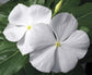 25 Vinca Seeds Cora White Flower Seeds