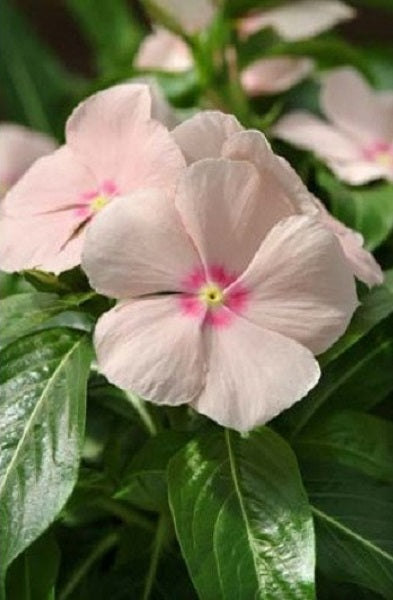 Vinca Seeds 50 Flower Seeds Mediterranean XP Peach