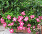 Vinca Seeds 50 Flower Seeds Mediterranean XP Rose Halo