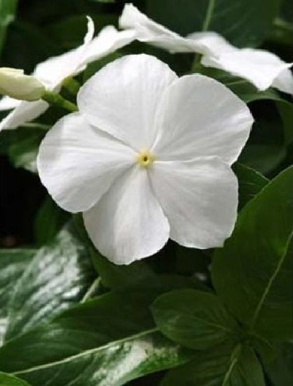 Vinca Seeds 50 Flower Seeds Mediterranean XP White