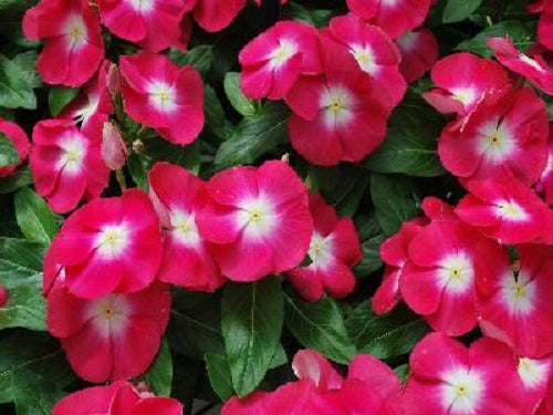 Vinca Flower Seeds Pacifica XP Red Halo 50 Seeds