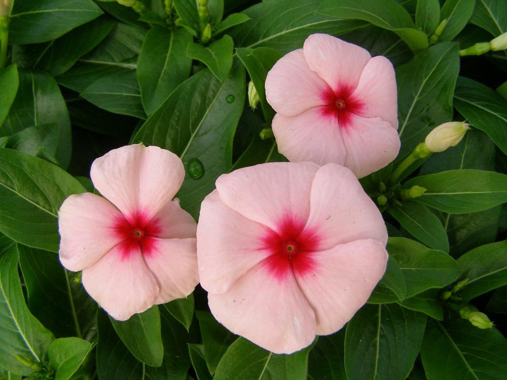 Flower Seeds Vinca Seeds Pacifica XP Apricot 50 Seeds