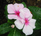 Flower Seeds Vinca Seeds Pacifica XP Blush 50 Seeds