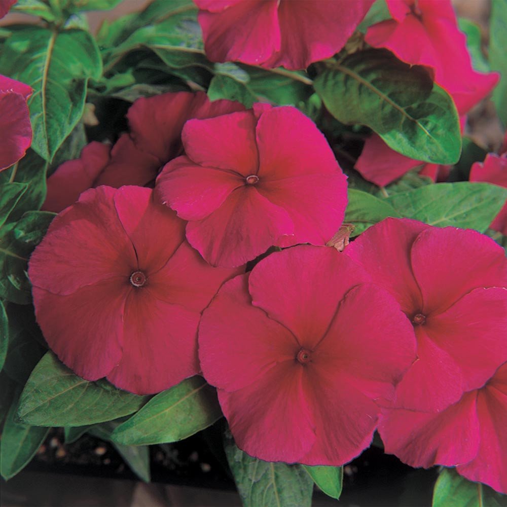 Vinca Flower Seeds Pacifica XP Burgundy 50 Seeds