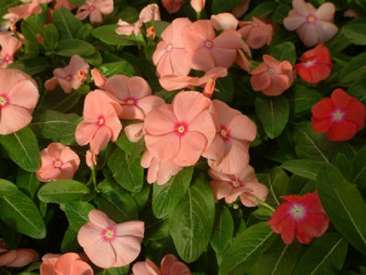 Vinca Seeds 50 Seeds Vinca Sunsplash Apricot Bedding Plant