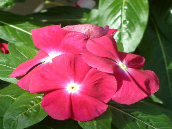 Periwinkle Flower 50 Sunsplash Cherry Vinca Seeds