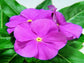 Vinca Flower 50 Sunsplash Orchid Vinca Seeds Periwinkle Flower Seeds