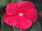 Vinca Seeds 50 Vinca Flower Seeds Vinca Sunsplash Rose