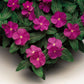 Sunstorm Deep Orchid Vinca Seeds 50 Periwinkle Flower