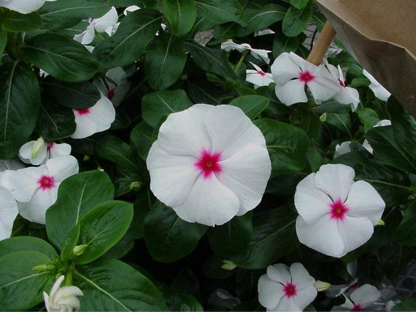 Vinca Seeds Sunstorm White With Eye 50 Periwinkle Seeds