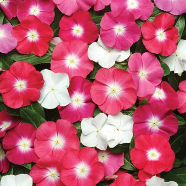 Vinca Seeds Pacifica XP Mix 50 Seeds