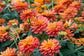 25 Zinnia Seeds Profusion Double Salmon