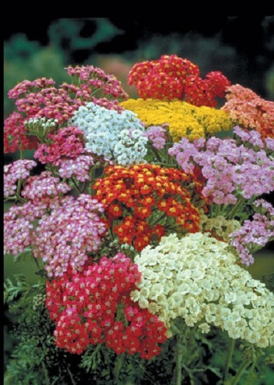 100 Achillea Seeds Yarrow Summer Pastels Perennial Seeds