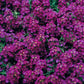 100 Alyssum Seeds Wonderland Deep Purple Ground Cover Seeds