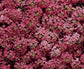 100 Alyssum Seeds Wonderland Rose Ground Cover Seeds