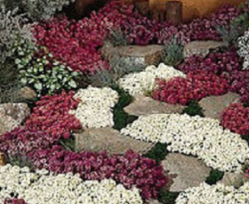 100 Alyssum Seeds Wonderland Mix Ground Cover Seeds