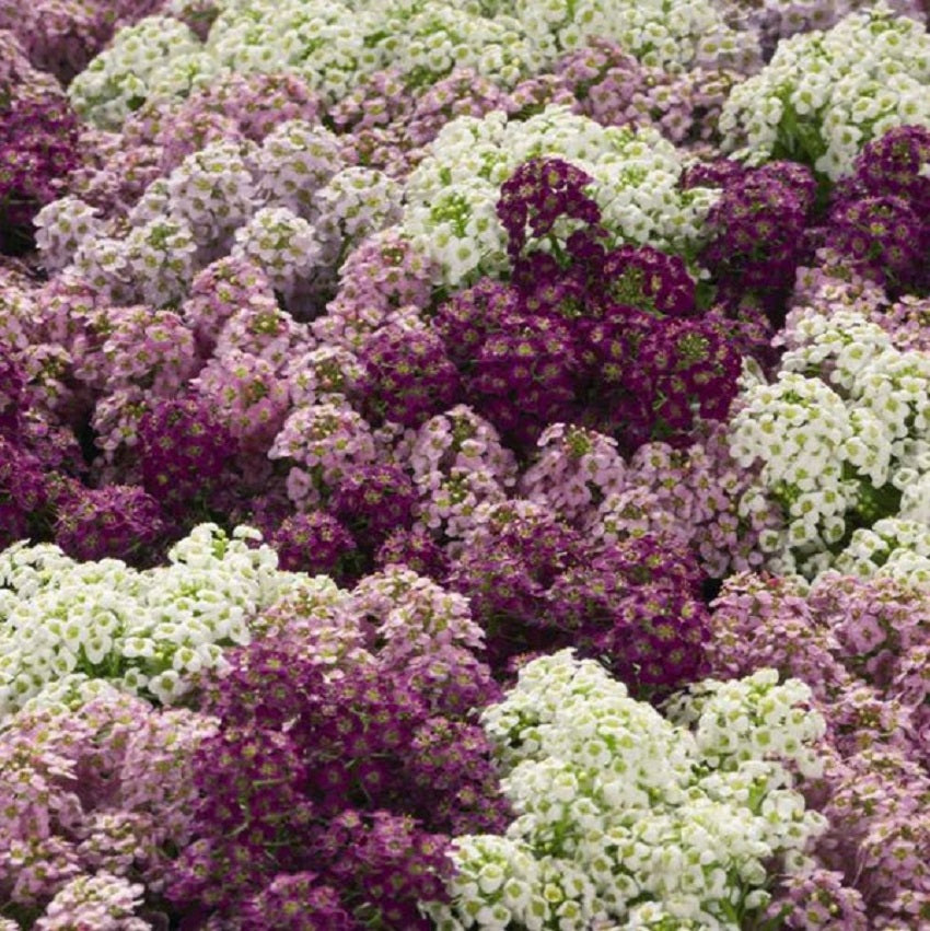 100 Alyssum Seeds Wonderland Mulberry Mix Ground Cover Seeds