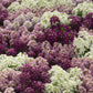 100 Alyssum Seeds Wonderland Mulberry Mix Ground Cover Seeds