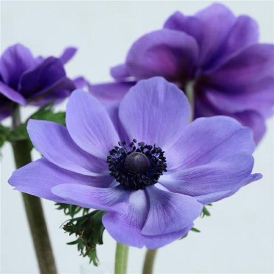 Anemone Seeds Gemstone Blue 15 thru 50 Seed Windflower Seeds