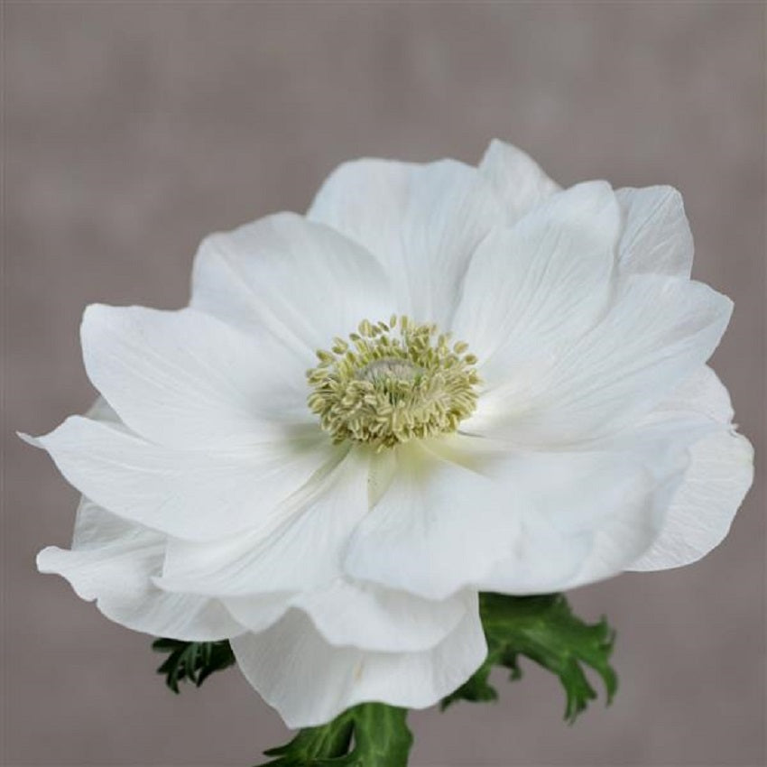 Anemone Seeds Gemstone White 15 thru 50 Seed Windflower Seeds