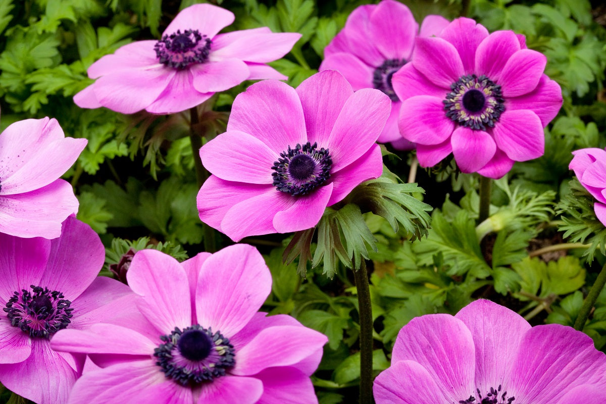 Anemone Seeds Harmony Single Orchid 15 thru 50 Seed Windflower Seeds