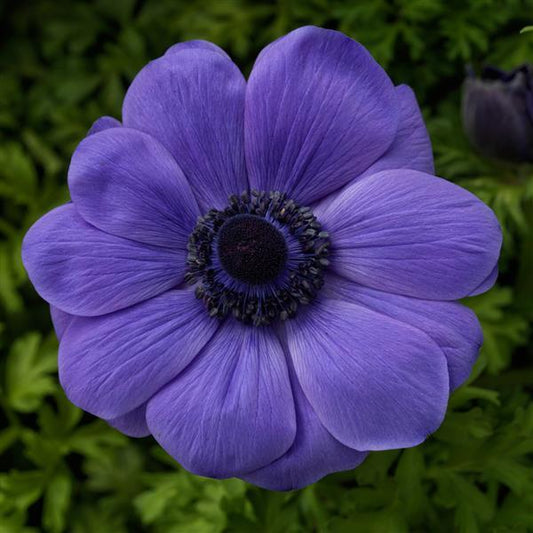 Anemone Seeds Harmony Blue 15 thru 50 Seed Windflower Seeds