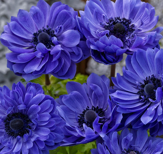 Anemone Seeds Harmony Double Blue 15 thru 50 Seed Windflower Seeds