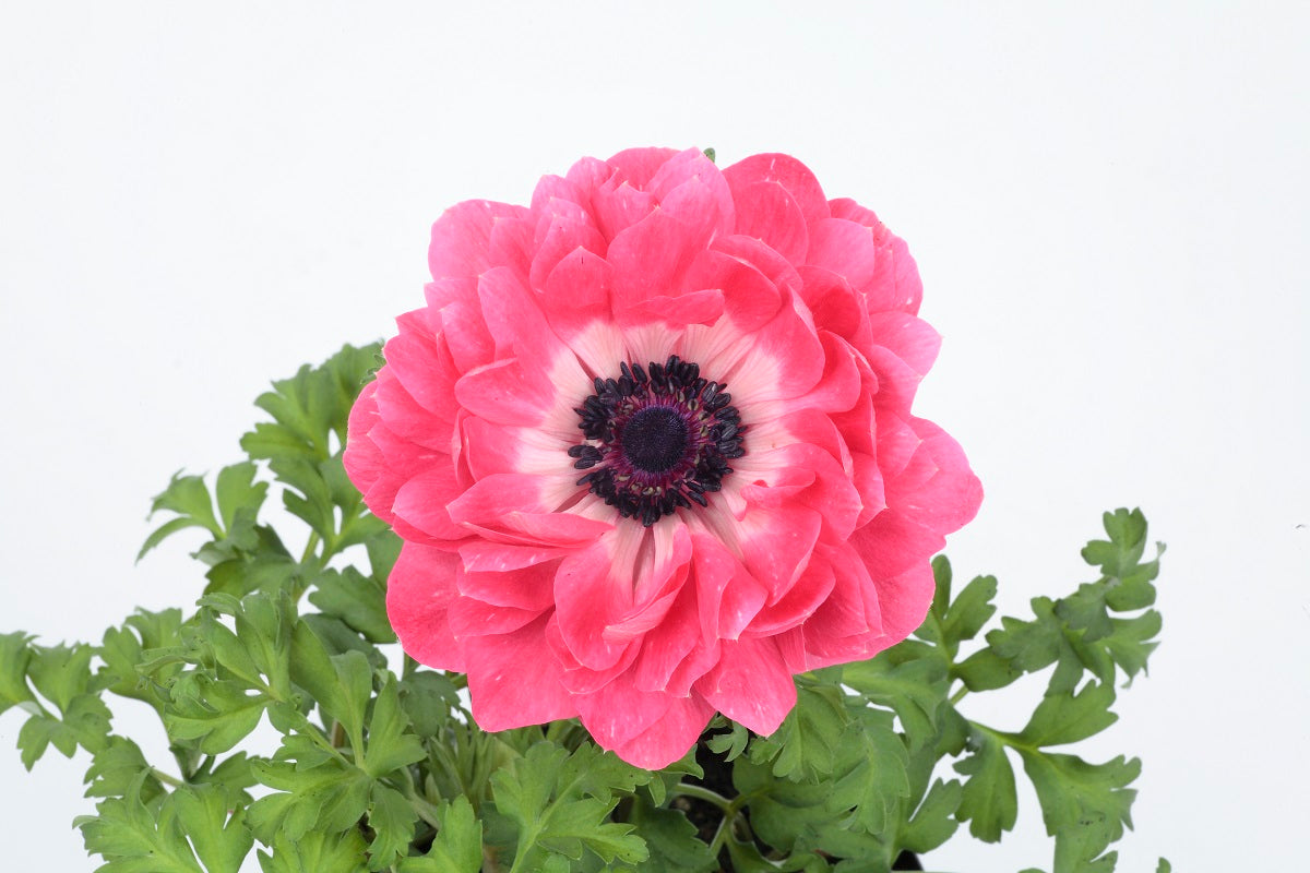 Anemone Seeds Harmony Pink 15 thru 50 Seed Windflower Seeds