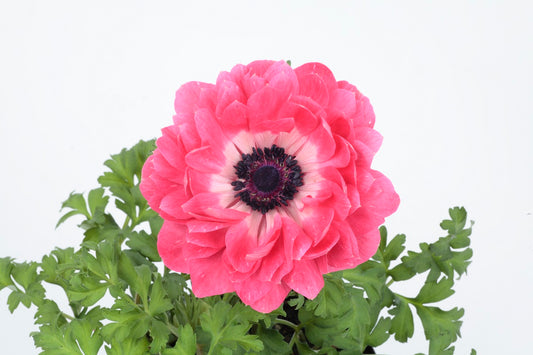 Anemone Seeds Harmony Pink 15 thru 50 Seed Windflower Seeds