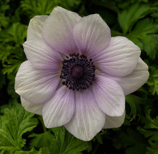 Anemone Seeds Harmony Pearl 15 thru 50 Seed Windflower Seeds