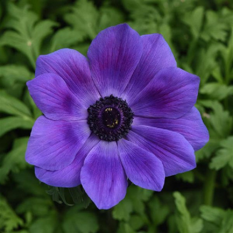 25 Anemone Seeds Mona Lisa® Deep Blue Flower Seeds