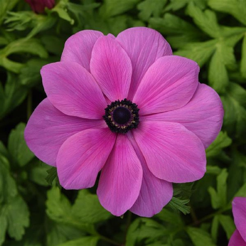 Anemone Seeds Mona Lisa® Orchid Shades 15 thru 50 Flower Seeds