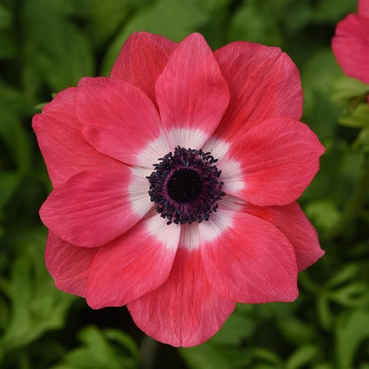 Anemone Seeds for Sale | Anemone Flower Seeds | Trailing Petunia