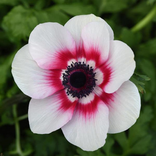 Anemone Seeds for Sale | Anemone Flower Seeds | Trailing Petunia