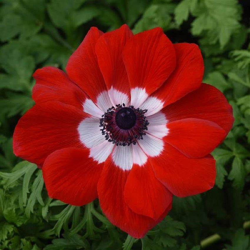 Anemone Seeds Mona Lisa® Scarlet Eye 15 thru 50 Cut Flower Seeds