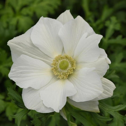 Anemone Seeds Mona Lisa® White 15 thru 50 Cut Flower Seeds