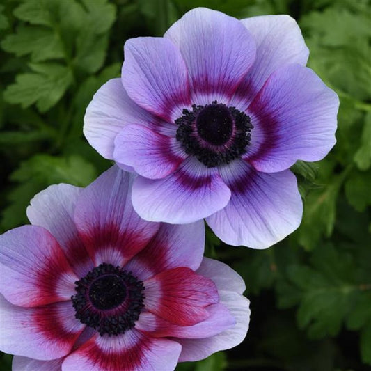 Anemone Seeds Mona Lisa® Wine White 15 thru 50 Cut Flower Seeds