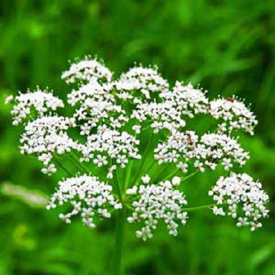 Anise Seeds Spice Seeds Herb Seeds 100 thru 1,000 Seeds