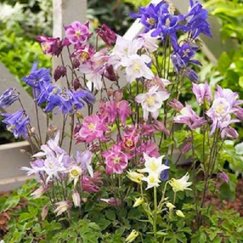 100 Aquilegia Seeds Biedemeier Columbine Seeds