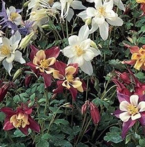 100 Columbine Seeds Aquilegie Dragonfly Mix Flower Seeds