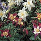 100 Columbine Seeds Aquilegie Dragonfly Mix Flower Seeds