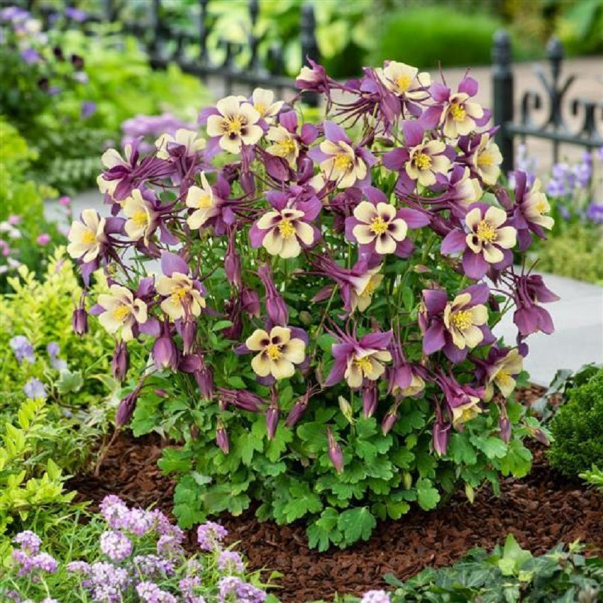 25 Columbine Seeds Earlybird Purple And Yellow Perennial Flower