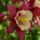 25 Columbine Seeds Earlybird Red And Yellow Perennial Flower