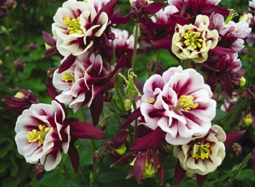 25 Columbine Seeds Aquilegia Winky Red And White Seeds Perennial