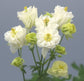 25 Columbine Seeds Aquilegia Winky Double White On White Perennial Seeds