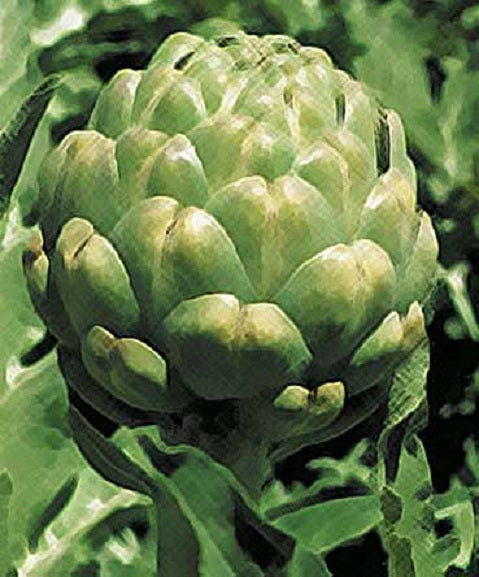 Artichoke Seeds Green Globe 50 Vegetable Seeds