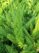 50 Asparagus Fern Sprengerii Seeds