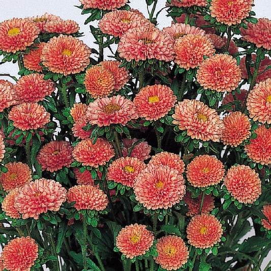 Aster Seeds Aster Matsumoto Apricot 50 Aster Seeds Flower Seeds